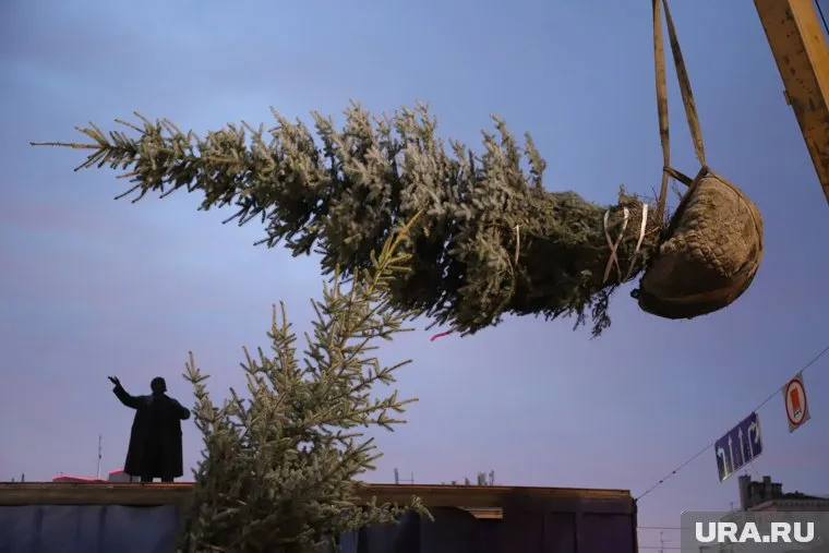 С живыми елям в дом можно принести и опасных насекомых