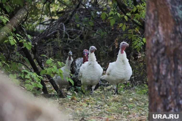 На территории закрытой туберкулезной больницы хранят сено