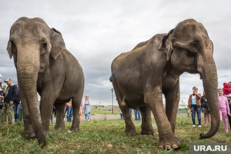Два слона сбежали во время погрузки в машину