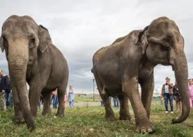 Правительство Медведева подвела компьютерная программа, распустят ли Госдуму, где возьмут триллионы на задачи Путина