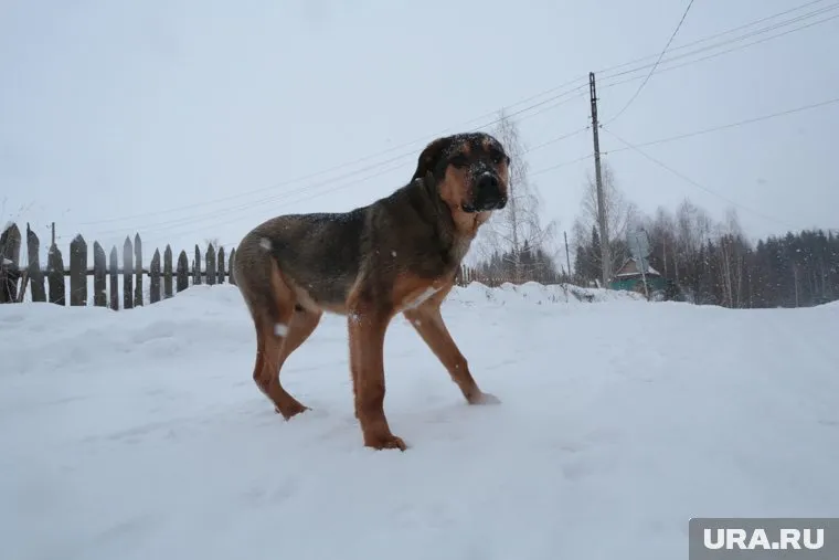 Власти ЯНАО разработают закон который позволит наказать владельцев собак, выпускающих питомцев самостоятельно гулять