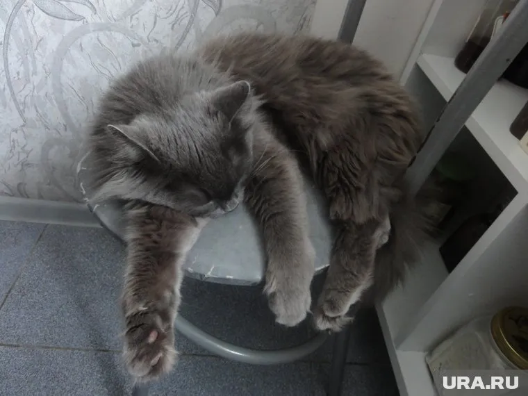 У кошек осенью падает настроение