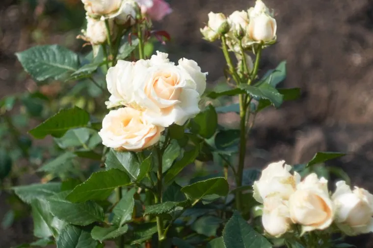 Акция «Донецку – миллион роз». Москва