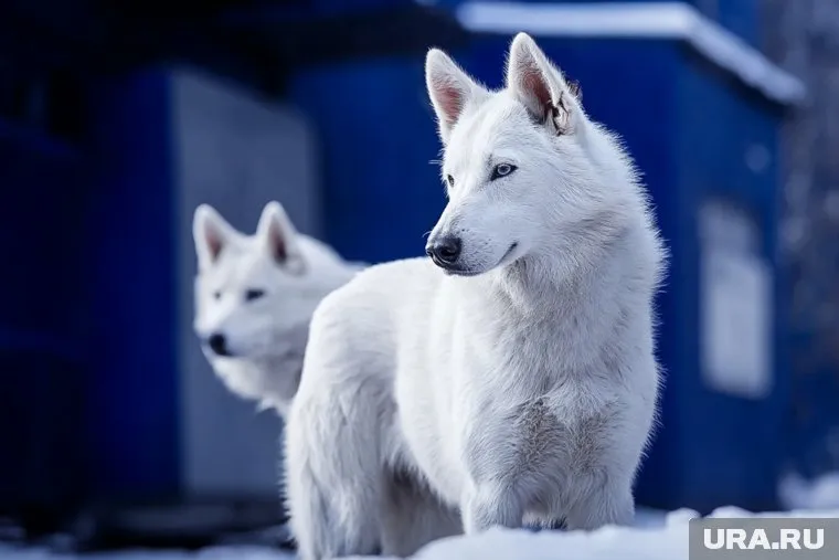 Ужасные волки вернулись к жизни спустя 12 тысяч лет