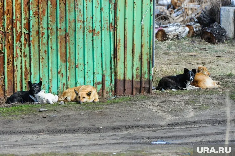 Около 25 бродячих собак живут в одном из Челябинских дворов