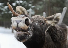 В Курганской области растет число лосей