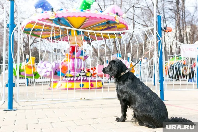 Стоимость щенка 100 тысяч рублей