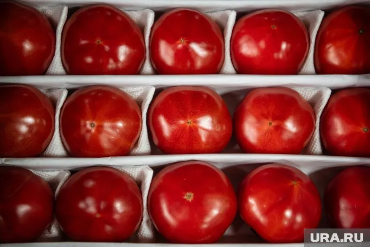 Азербайджанские помидоры могут подорожать к концу 2025 года