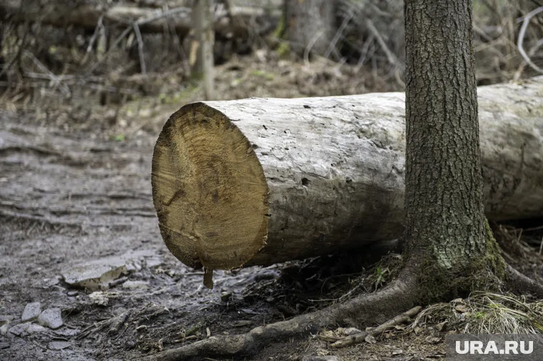 Женщине пришлось перенести хирургическую операцию в результате падения бревна