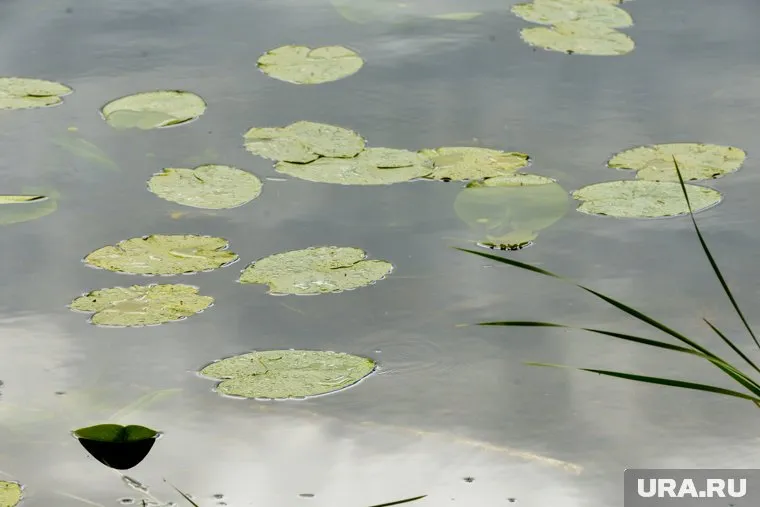 Школьники из Челябинска представят видеолекции о важности растений