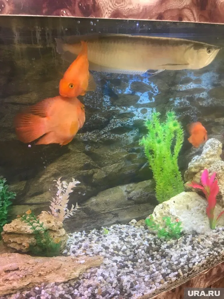 В губернаторском аквариуме обитают редкие породы тропических рыб