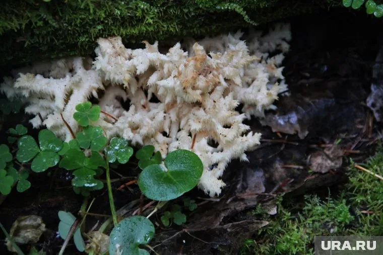 Ежовик коралловидный вызывает белую гниль деревьев