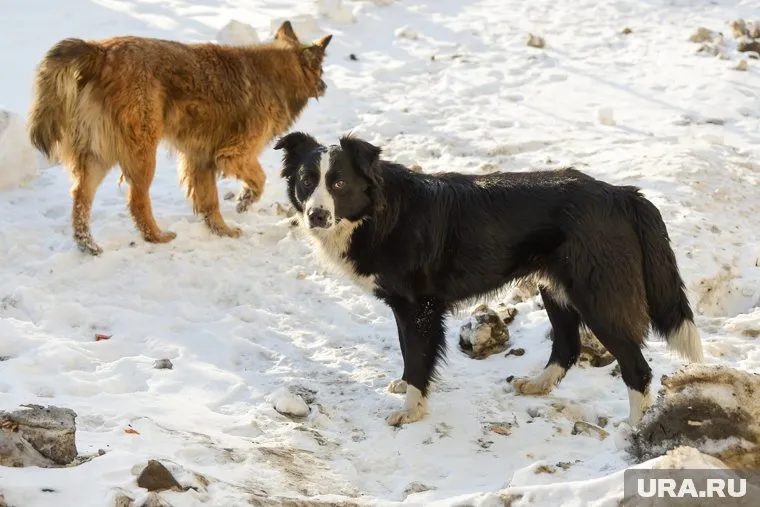 В ноябре 2024 года стая собак напала на 17-летнюю девушку 
