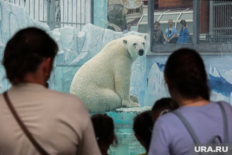 Из помещения вывезли всех людей, но животные остались на месте