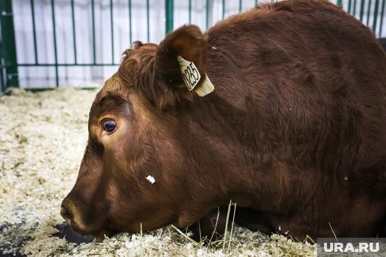 Биоматериал быков доставят на фермы