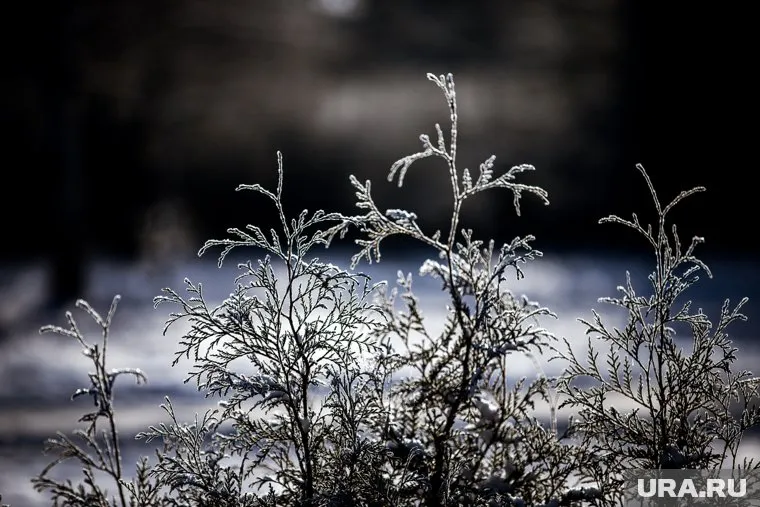 В выходные температура воздуха будет опускаться до -24 градусов ночью
