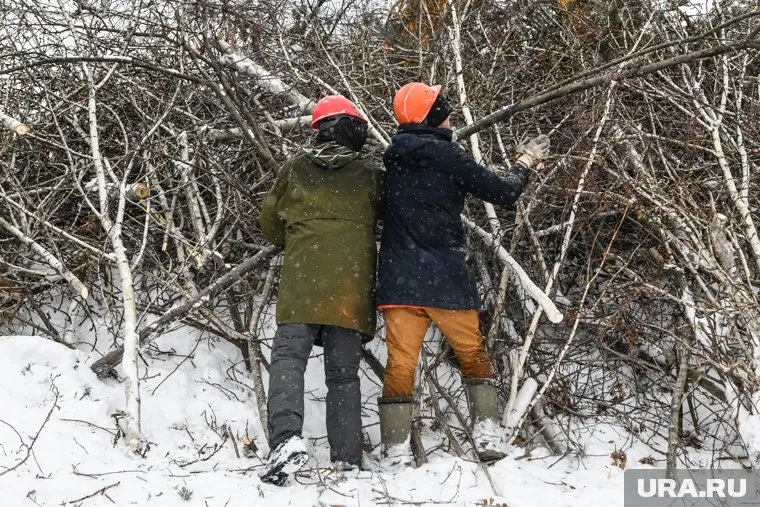 «Черных лесорубов» в Тюменской области будут искать с помощью БПЛА
