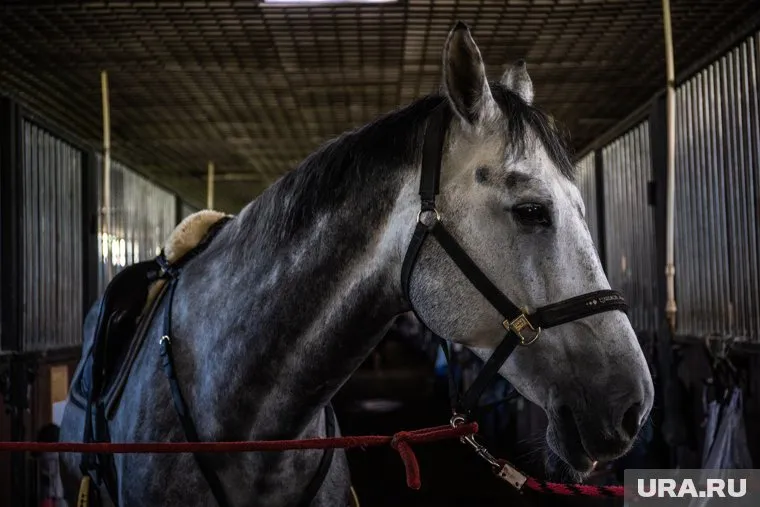 Лошадей везли из Кабардино-Балкарской Республики (архивное фото)