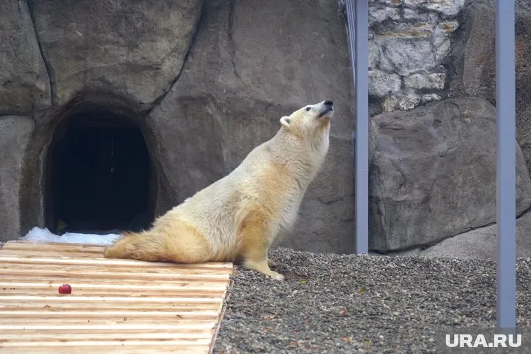 Смерть Диксона стала ударом для работников Московского зоопарка