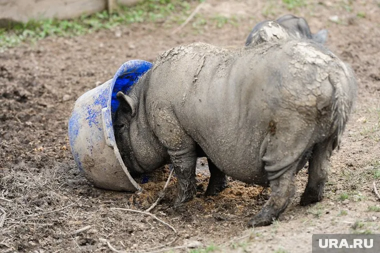 Оказались заражены более 300 свиней