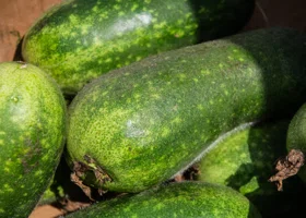 В Кургане при проверке партии кабачков из Казахстана нашли плодовитого вредителя