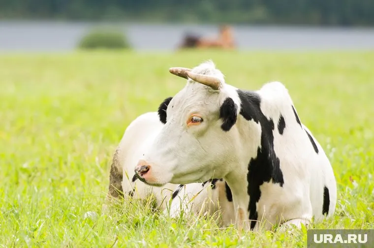 Источником инфекции стала зараженная корова