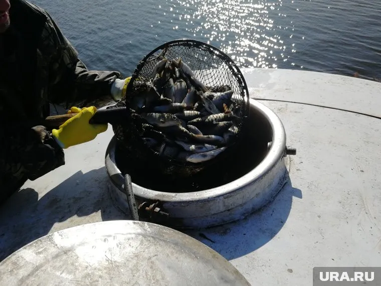 В водохранилище выпустили 200 тысяч экземпляров сазана