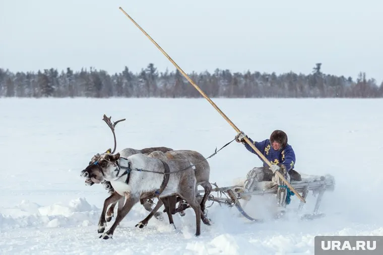В ЯНАО с 12 по 14 мая пропало две группы кочевников
