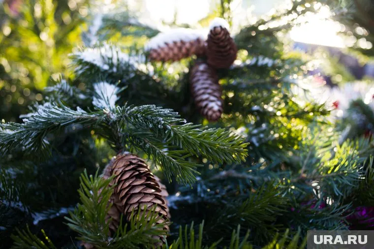 Житель Голышмановского района поссорился с односельчанином и ударил его елкой по голове