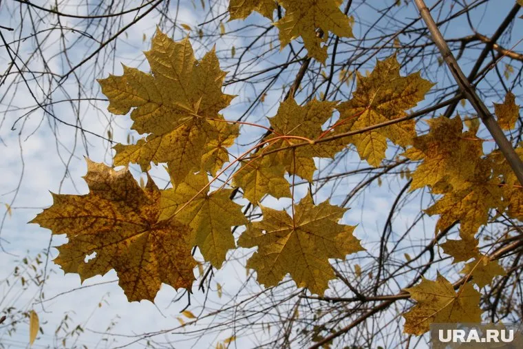 Температура воздуха в сентябре будет на 1-3 градуса ниже климатической нормы