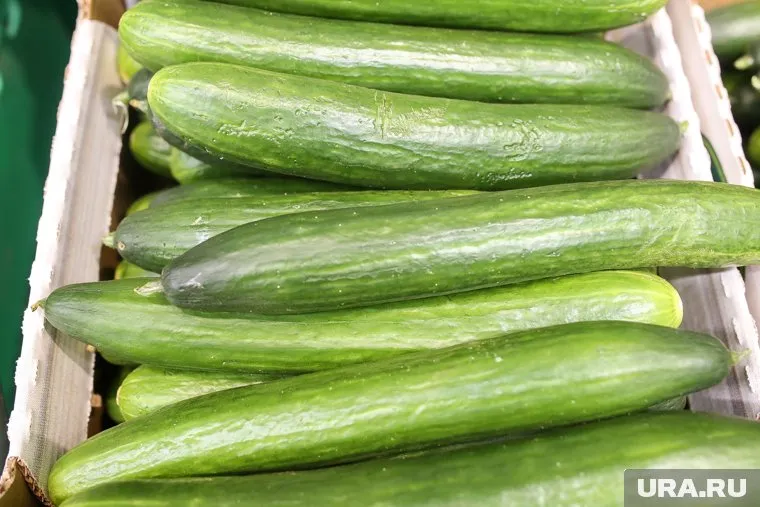 Курганцам обещают высокую зарплату на сборе урожая огурцов (архивное фото)