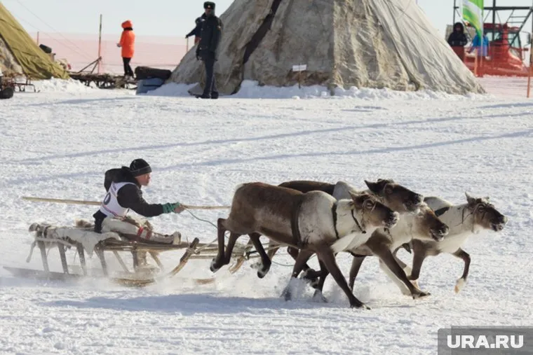 Победителю гонок на оленьих упряжках традиционно дарят импортный снегоход
