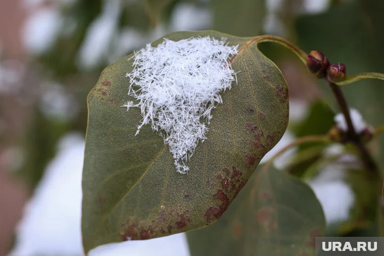Сформировавшийся снежный покров будет кратковременным и растает в течение нескольких часов