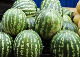«Пушка, сказка, бомба, песня»: какие арбузы выращивают и продают в Курганской области