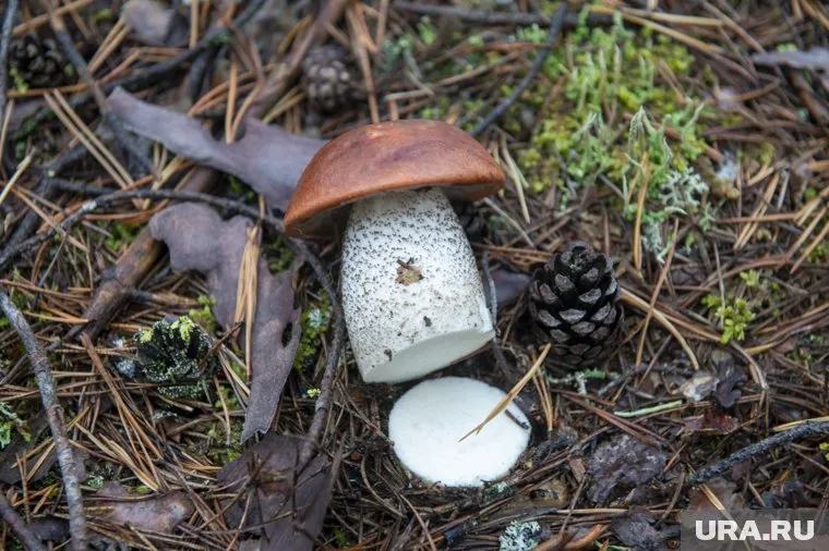 Помимо витаминов, в грибы входят важные для организма микроэлементы