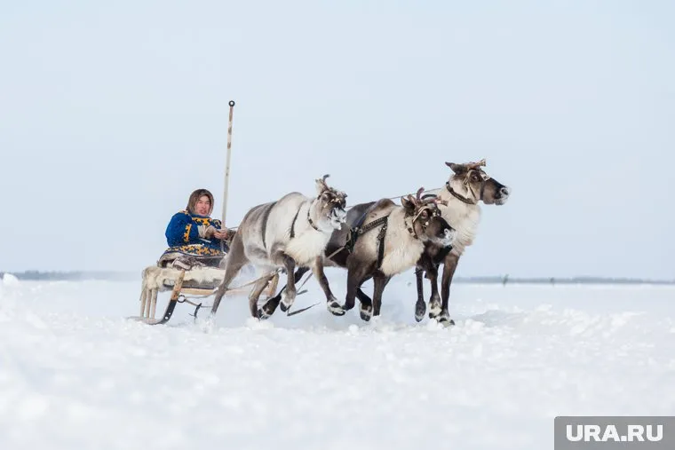Оленевод должен будет жить в тундровых условиях