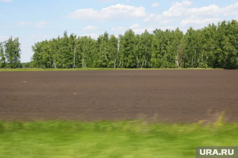 Курганец забросил земли, которые потом заросли сорняками