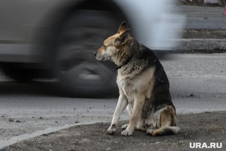 В Радужном пройдет благотворительная акция по сбору корма «Дай на лапу»