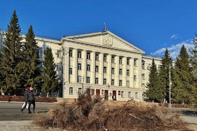 Спиленная ель у здания городской администрации. Курган 