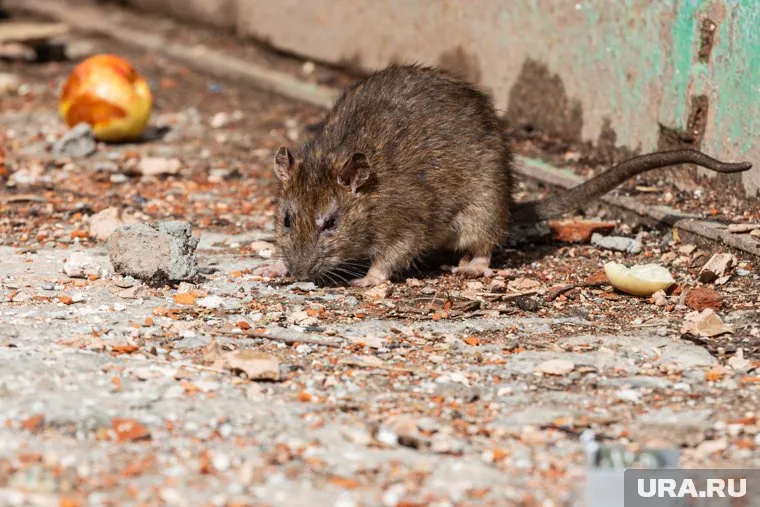 Ранее звучала версия, что дамбу в Орске могло прорвать из-за грызунов
