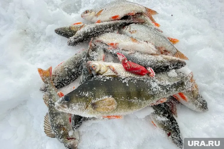 Рыбак Олег Лушников похвастался зимним уловом окуней