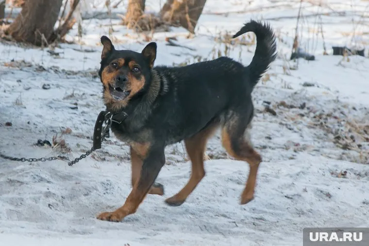 Хозяин выгуливал собаку без намордника