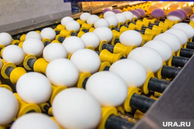 На стоимость яиц повлияла вспышка птичьего гриппа