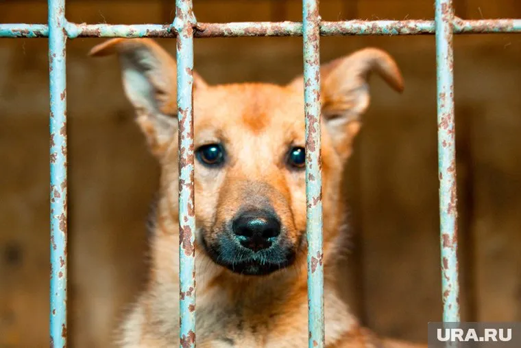 В России хотят ограничить продажу животных