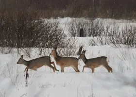 В Кургане бьют тревогу из-за браконьерского способа отлова косуль