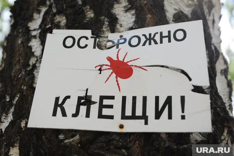 Первый случай укуса клеща был зафиксирован в Ишиме
