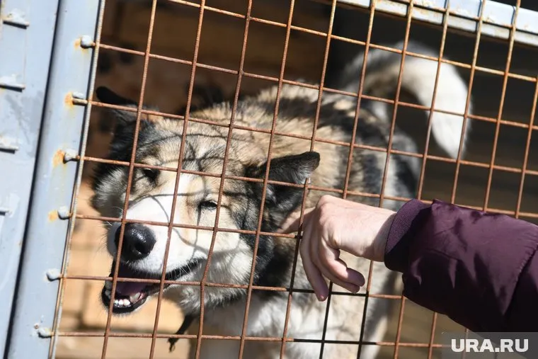 Когда начнется строительство приюта в Тюмени - пока неизвестно