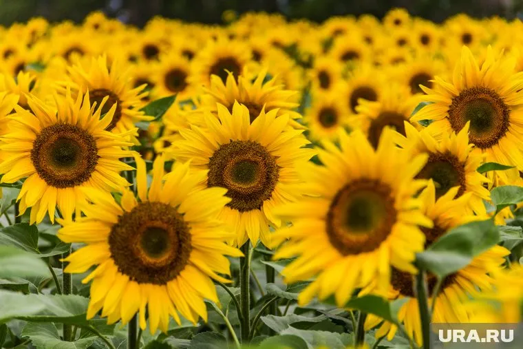 Подсолнечник является сырьем для производства многих важных продуктов