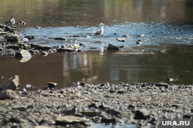 В селе Введенское обмелел пруд из-за того, что наполняющая его труба оказалась на соседнем участке частника