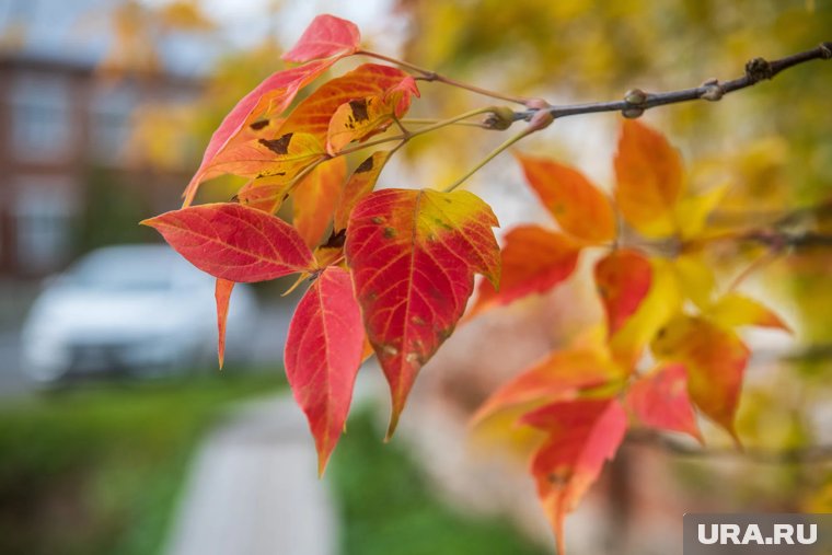 Лунный календарь садовода на ноябрь 2025: что можно и нельзя делать